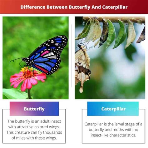 similarities between caterpillar skid steer and butterfly|is a butterfly a caterpillar.